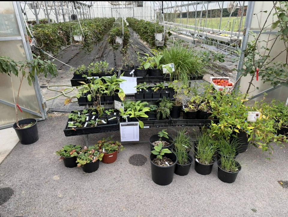 Rezenience trees & plants -35% off