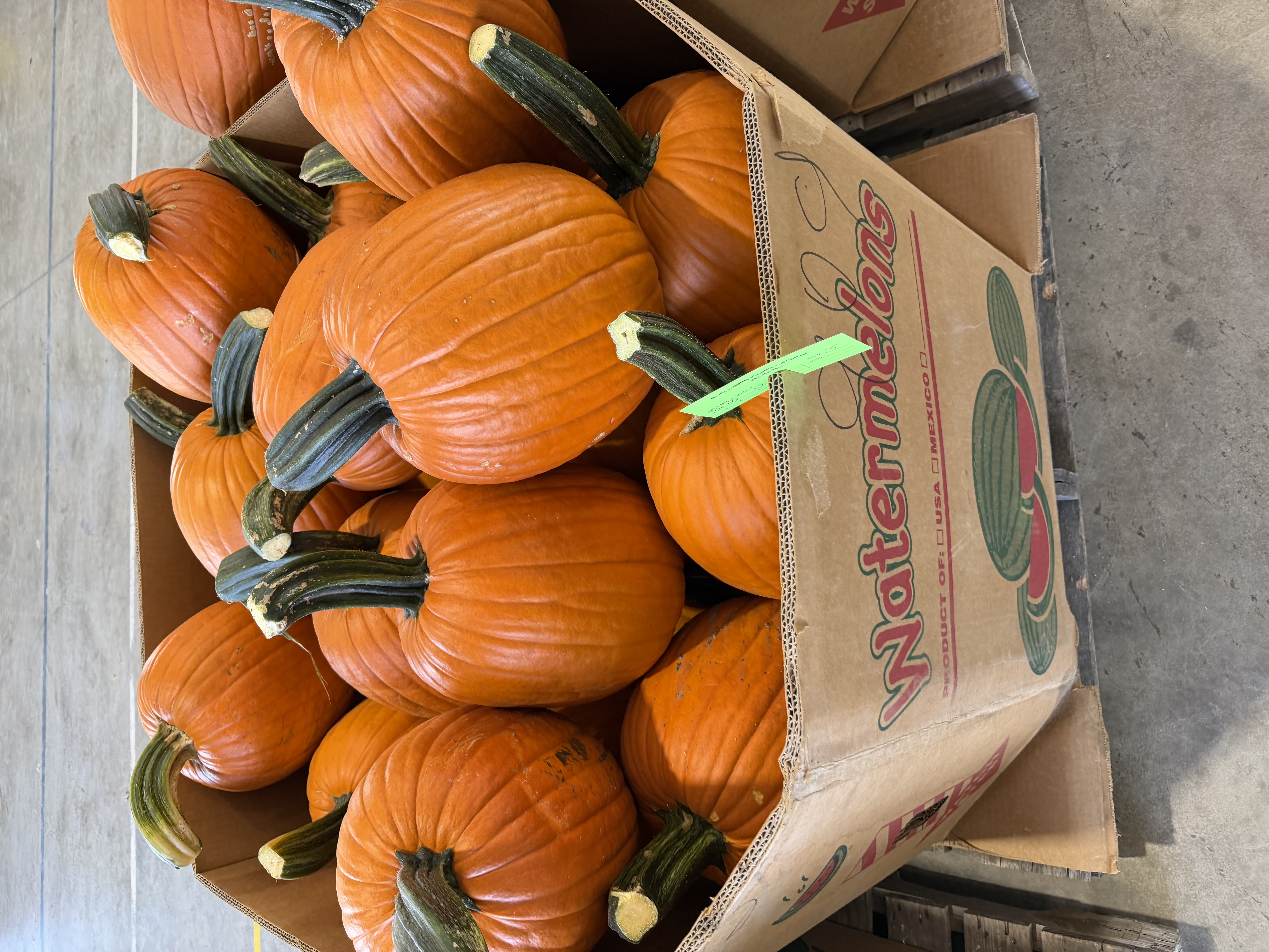 Need that large jack-o-lantern pumpkin to carve?